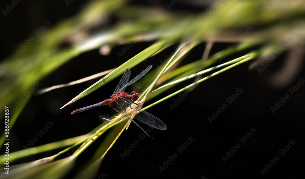 Red dragonfly, male. Insect in natural habitat. Red dragonfly, male. Insect in natural habitat.