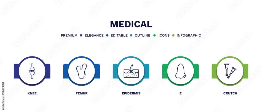 set of medical thin line icons. medical outline icons with infographic template. linear icons such as knee, femur, epidermis, e, crutch vector. set of medical thin line icons. medical outline icons with infographic template. linear icons such as knee, femur, epidermis, e, crutch vector.
