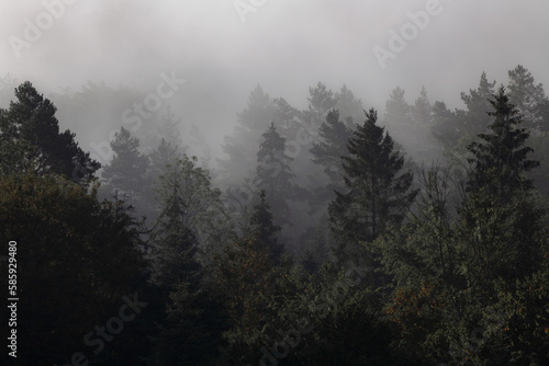 Morning misty forest