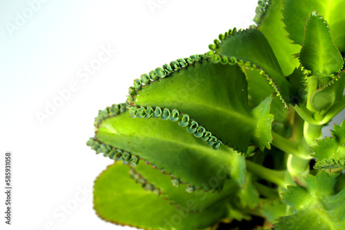 Mother of Thousands plant on a black pot isolated on white background photo