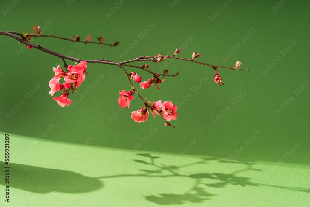 Composition empty podium material tree and spring flowers. Empty background composition for cosmetic product presentation. Bright spring composition green background.