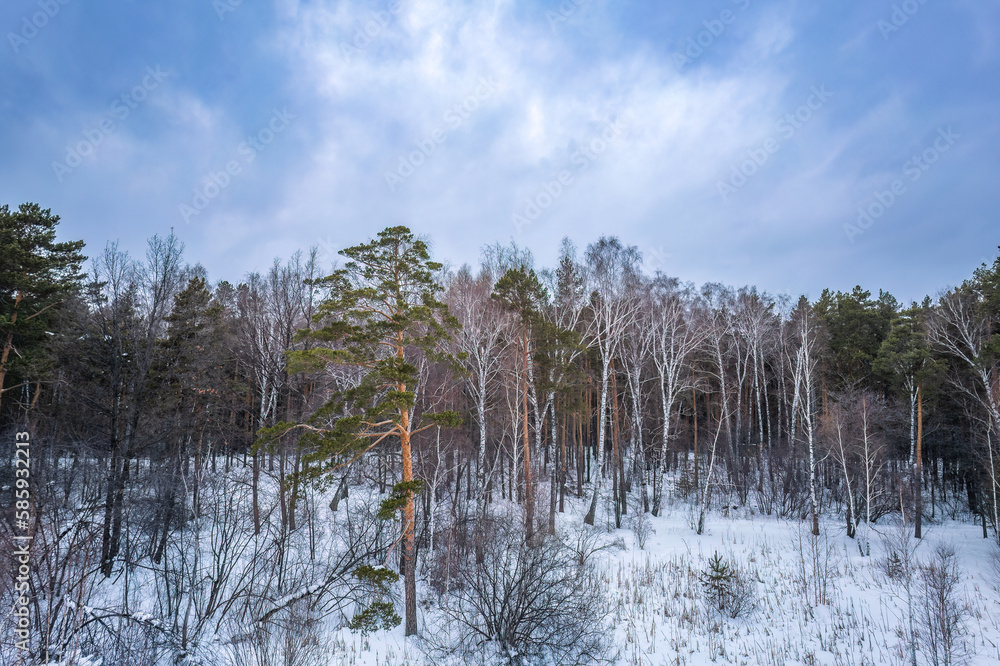Aerial view of a winter pine forest. Top view of snow-covered pine trees. Beautiful winter forest landscape. Aerial view of a winter pine forest. Top view of snow-covered pine trees. Beautiful winter forest landscape.
