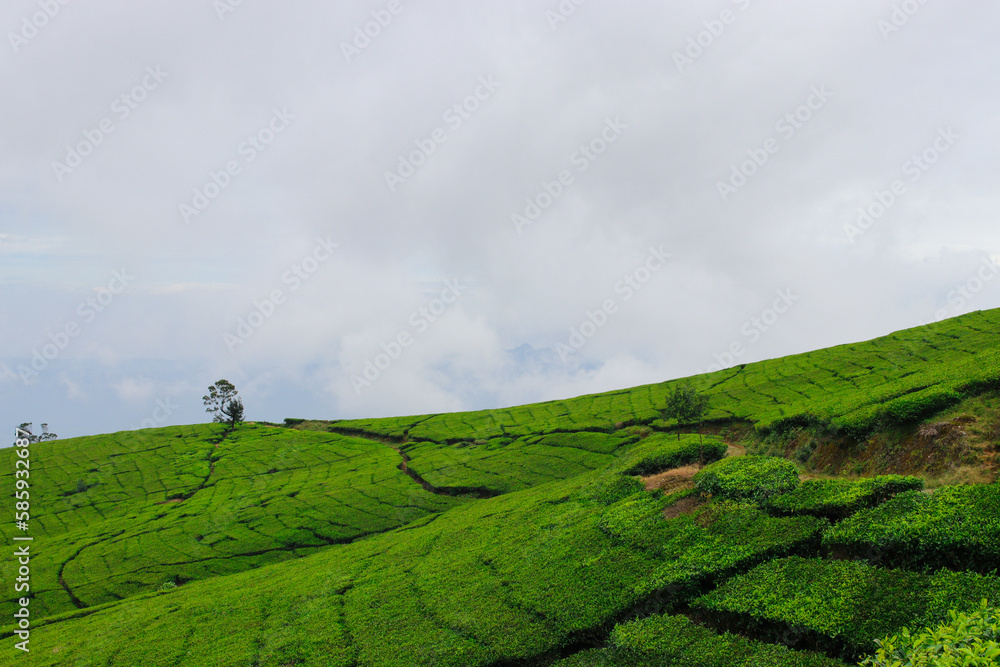 Tea plantation landscape in the morning