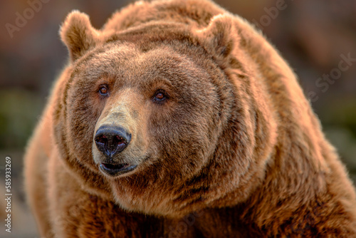 detail of an adult brown bear