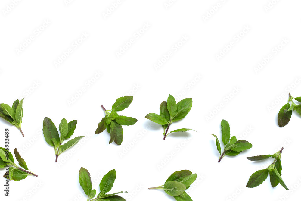 Holy basil leaves on white background. Holy basil leaves on white background.