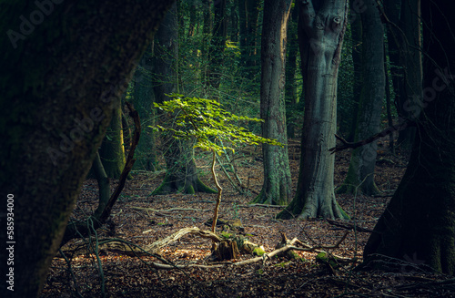Small tree growing in sunlight among shade of large beech trees