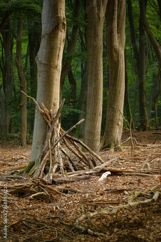 Branches leaned up against the trunk of a tree Branches leaned up against the trunk of a tree
