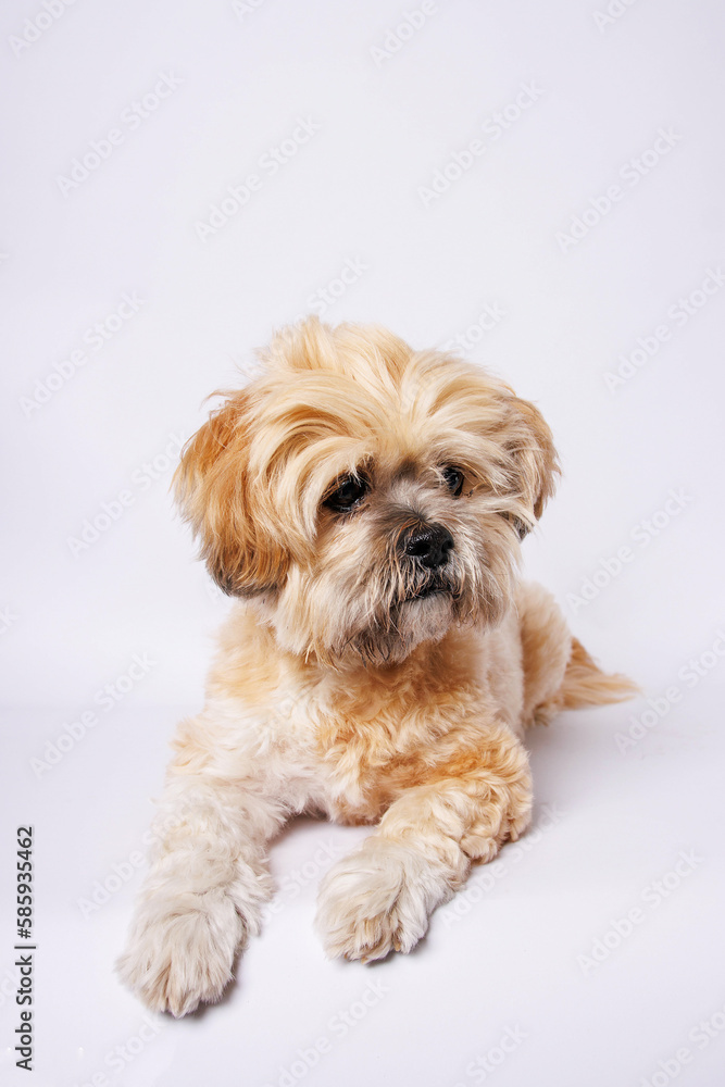 Lhasa Apso - Amazing dog in studio photo session Lhasa Apso - Amazing dog in studio photo session
