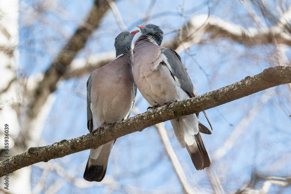 Fototapeta premium Spring, love, сommon wood pigeon!