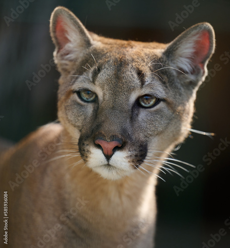 Portrait of an adult female cougar on a spring day