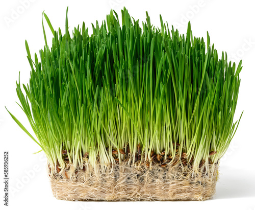Green wheat sprouts on a white isolated background, a bush for decoration
