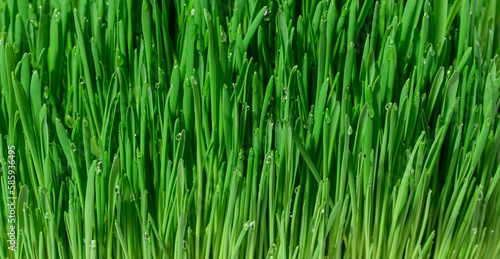 Green wheat sprouts with water drops, macro