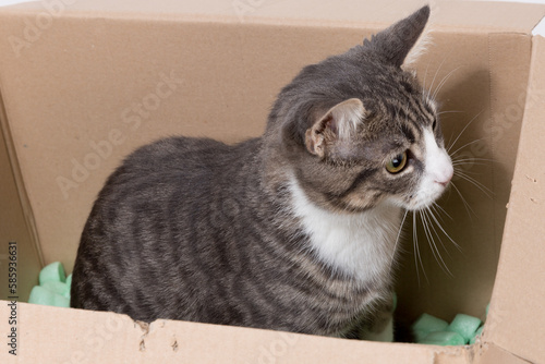 cute gray tiger kitten sit in box and look expectantly