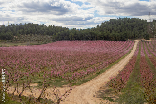 Fields of blooming peach trees. Spring. Copy space