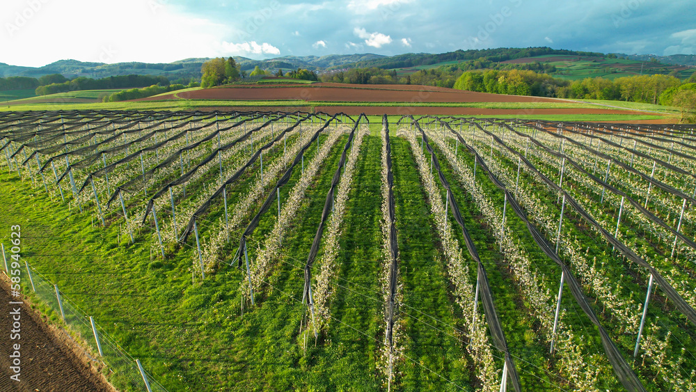 AERIAL: Beautiful planted apple trees in orchard during lush flowering in spring