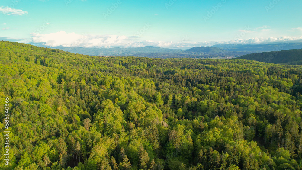 AERIAL: High angle view revealing vast forested area with lush green mixed trees AERIAL: High angle view revealing vast forested area with lush green mixed trees