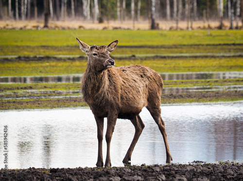 Red deer deer, fallow deer majestically powerful adult animal outside the forest. Mouflons that live with deer. A large animal in the natural forest. The wild landscape creates nature. Deer garden.