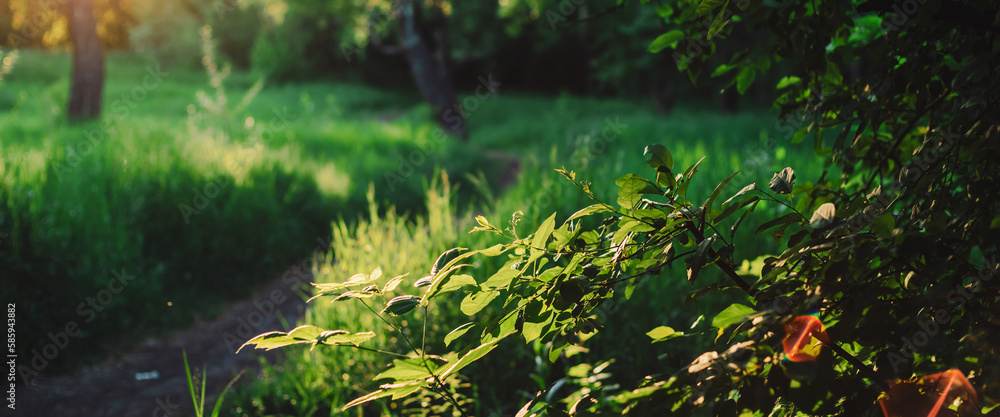 Scenic sunny natural green background. Lens flare on beautiful leaves. Amazing morning landscape of nature with sunbeams. Rich greenery in sunny day with copy space. Scenery of vegetation in sunlight. Scenic sunny natural green background. Lens flare on beautiful leaves. Amazing morning landscape of nature with sunbeams. Rich greenery in sunny day with copy space. Scenery of vegetation in sunlight.