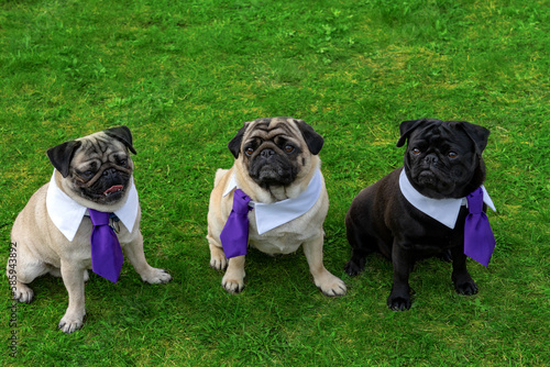 3 cute mops dogs on gras field dressed up in tie