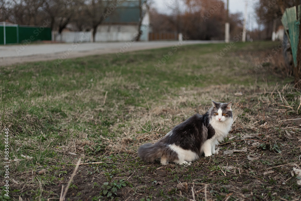 A gray and white, tabby cat with yellow eyes, sits on the ground. A tabby cat, sitting on the ground, looks ahead. Cute gray and white cat outdoors. Close up view of the cat on the ground.