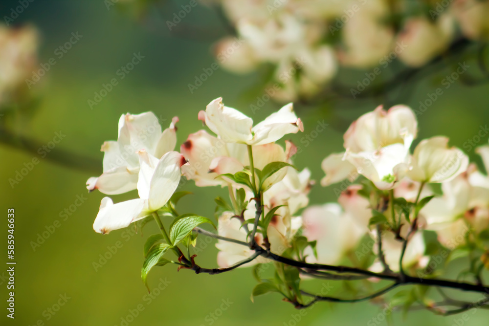 Beautiful, Spring White Blooms on Tree Branch with Green– Wedding, Baby Shower, Brunch, Garden Party, Birthday – Border, Background, Backdrop, Flier, Poster, Advertisement, Invitation or Wallpaper
