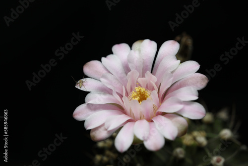 Pink cactus flower macro closeup with black background