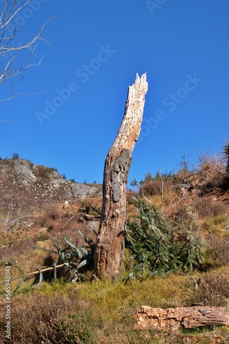 lonely tree trunk in the mountains