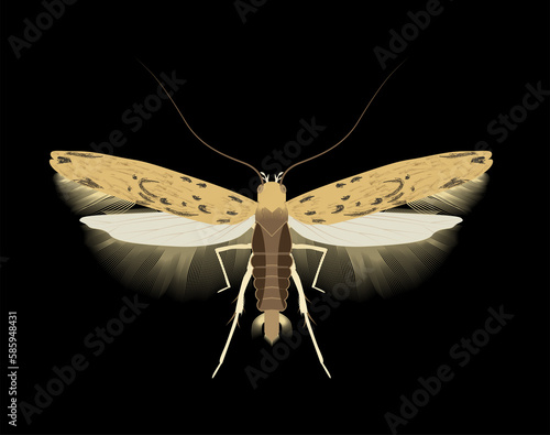 Phthorimaea operculella, also known as potato tuber moth or tobacco worm with open wings photo