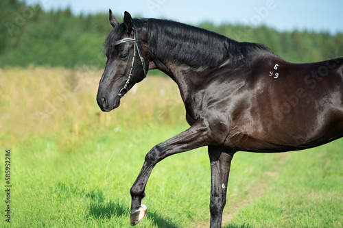   beautiful black breed stallion posing  in the field. sunny summer day