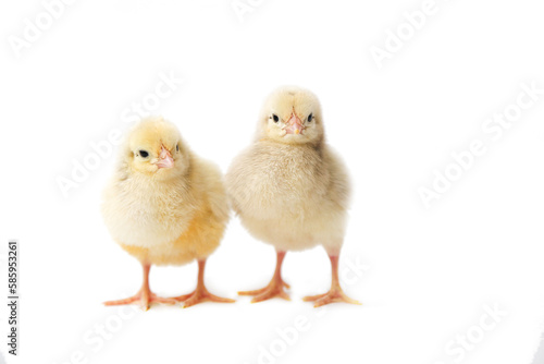 two chickens on a white background, chickens isolated, photo of chickens,