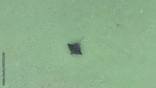 Top down drone shot of sting ray swimming in clear shallow water. Shot off the Blackpoint coast line, Yorke Peninsula, South Australia photo