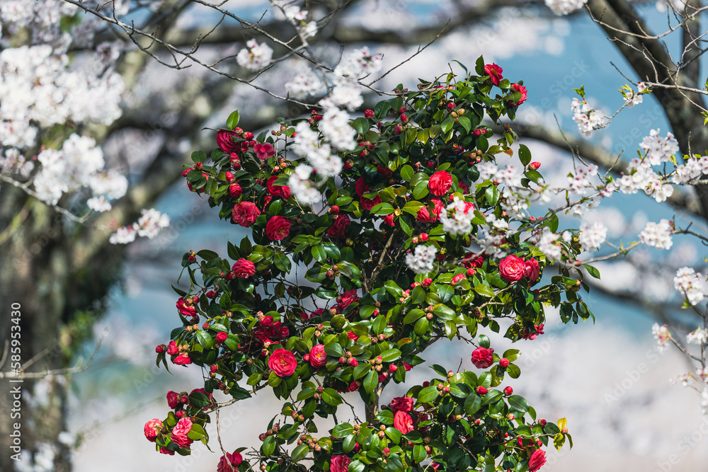 Obraz premium 桜の花背景の山茶花