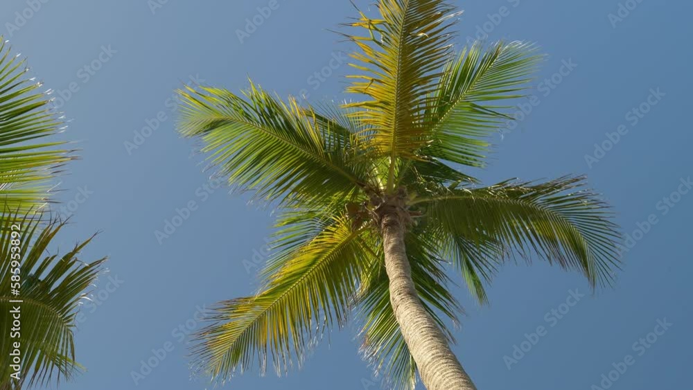 Coconut tree in the wind. Totally clear sky Coconut tree in the wind. Totally clear sky