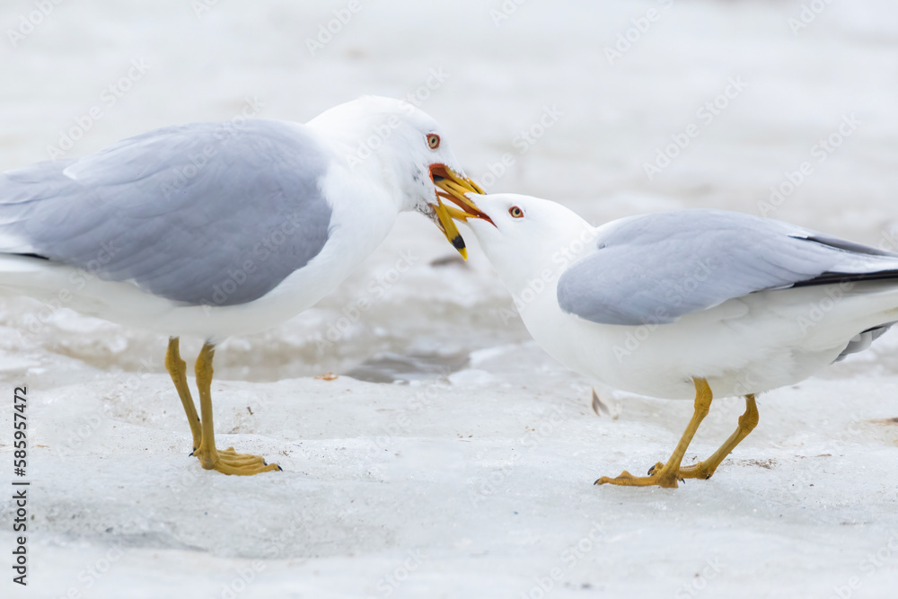 Fototapeta premium ring-billed gull (Larus delawarensis) pair during the mating season