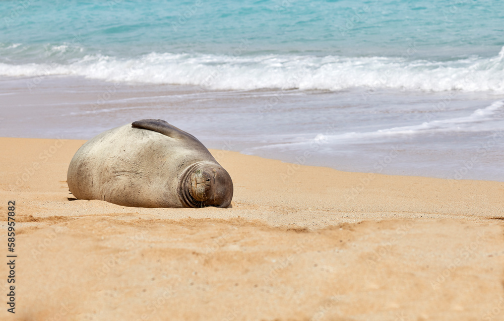 Hawaiian Monk Seal sleeping on the Beach Hawaiian Monk Seal sleeping on the Beach