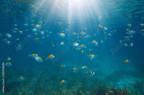 Underwater sunlight with fish in the sea (school of sergeant major fish), Caribbean sea, Mexico