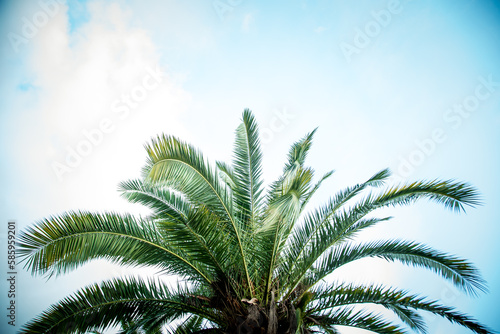 Natural background texture palm tree with branches and green leaves