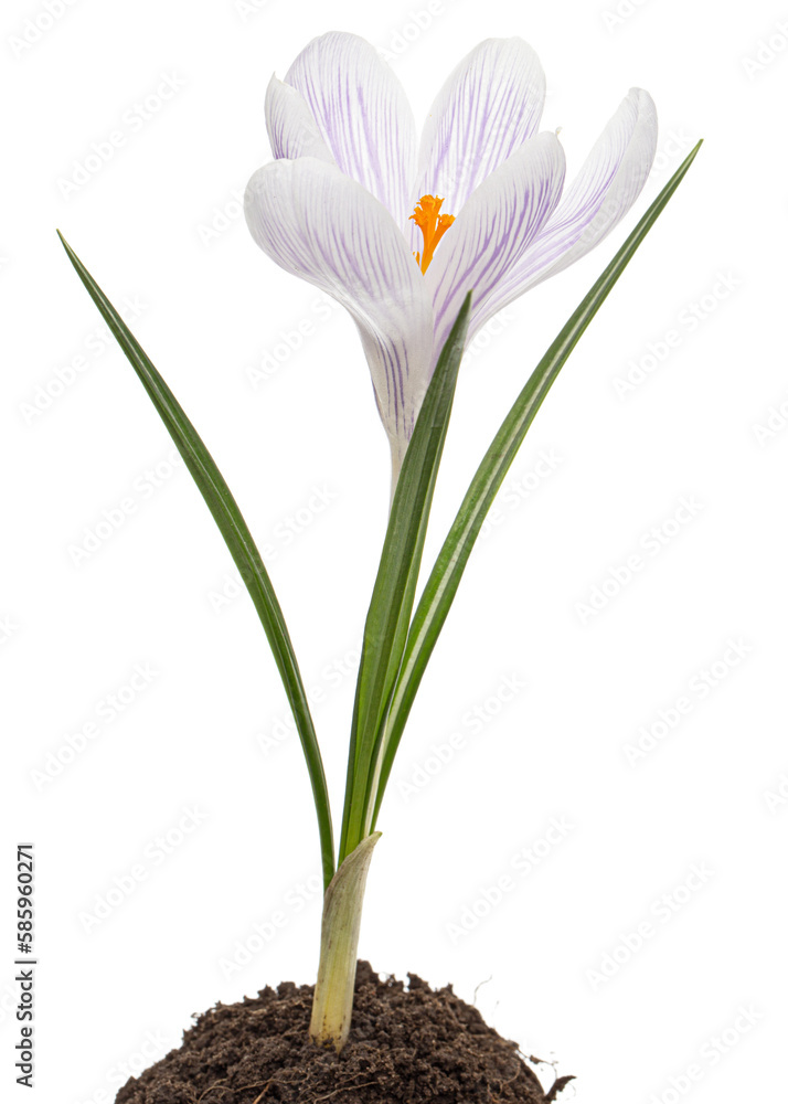 Crocus flower growing from the ground, isolated on white background Crocus flower growing from the ground, isolated on white background