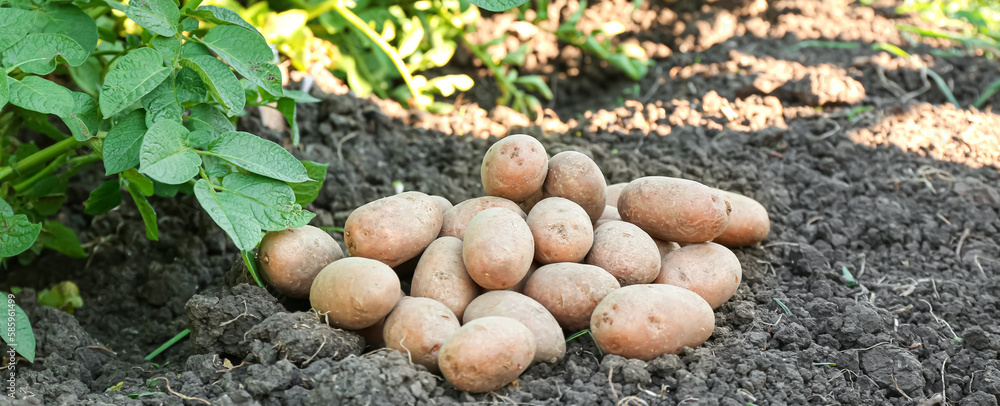 Heap of gathered potatoes on soil in field Heap of gathered potatoes on soil in field