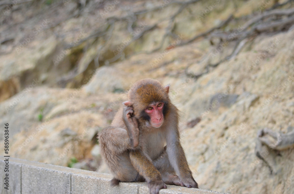 Naklejka premium 日本の淡路島に住んでいる野生猿、猿、日本猿。 人間にも近づくことがあります、人間から逃げない