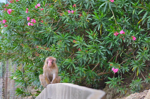 日本の淡路島に住んでいる野生猿、猿、日本猿。 人間にも近づくことがあります、人間から逃げない
