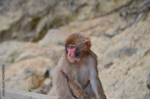 日本の淡路島に住んでいる野生猿、猿、日本猿。 人間にも近づくことがあります、人間から逃げない © richi.a7