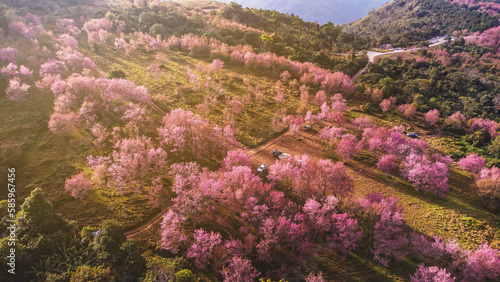 Aerial view of landscape  Beautiful Wild Himalayan Cherry Blooming pink Prunus cerasoides flowers