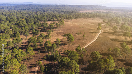 Aerial view of landscape forest