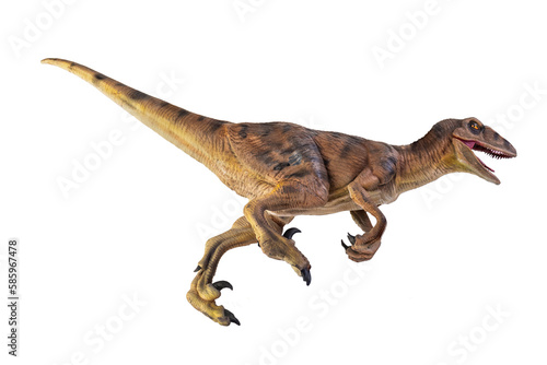 dinosaur   Velociraptor  isolated background