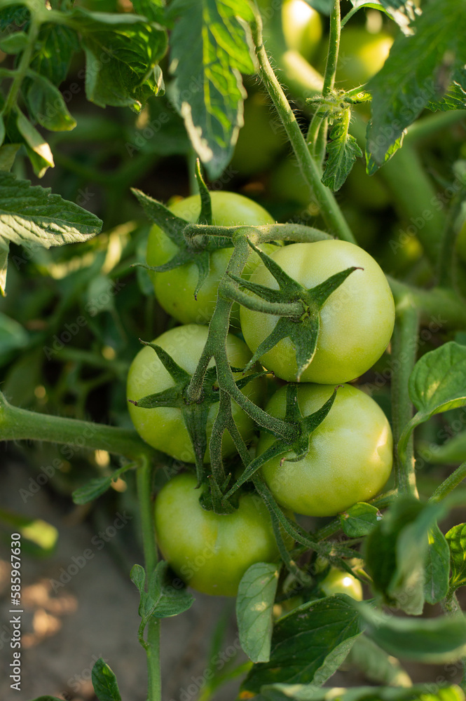 Blurred image of green tomatoes on a plant. Eco farm concept. Blurred image of green tomatoes on a plant. Eco farm concept.