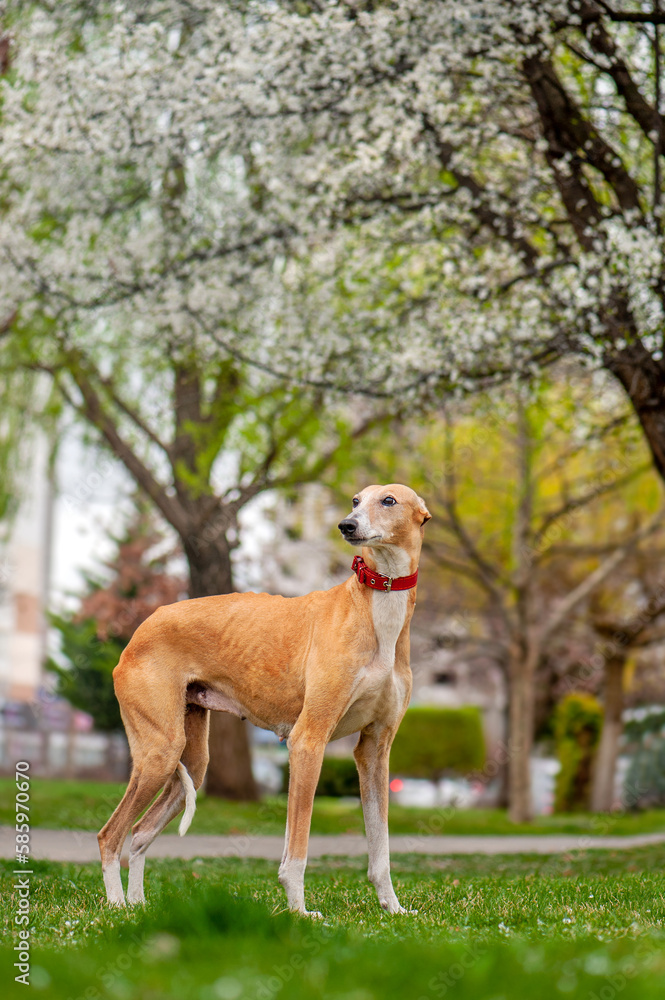 Vertical picture of the borzoi dog standing on the lawn under the blooming cherry tree