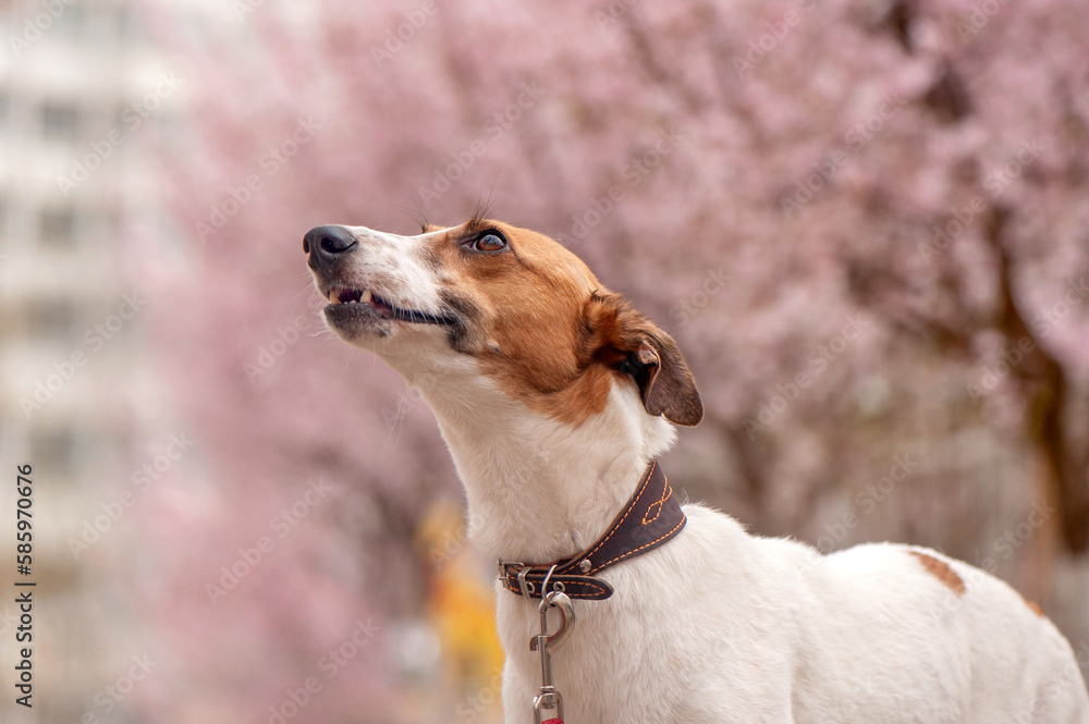 Pretty borzoi dog looking up at the blooming pink trees