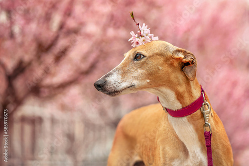 Side view headshot portra of the greyhound dog with the flowers on the head