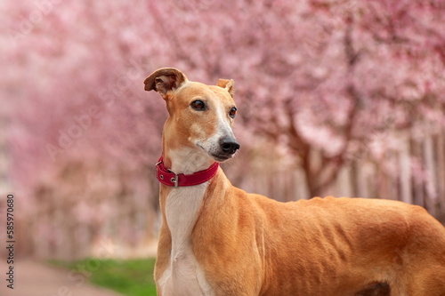 Red borzoi dog against the background with blooming cherry trees ©  Tatyana Kalmatsuy